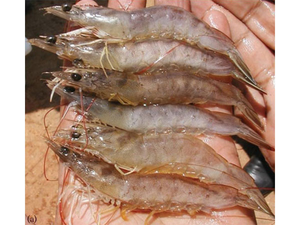 The case caused body in white or opaque white shrimp